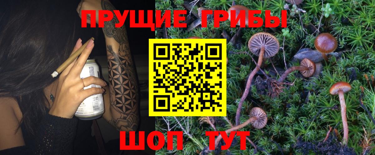 Псилоцибиновые грибы Cubensis Уфа
